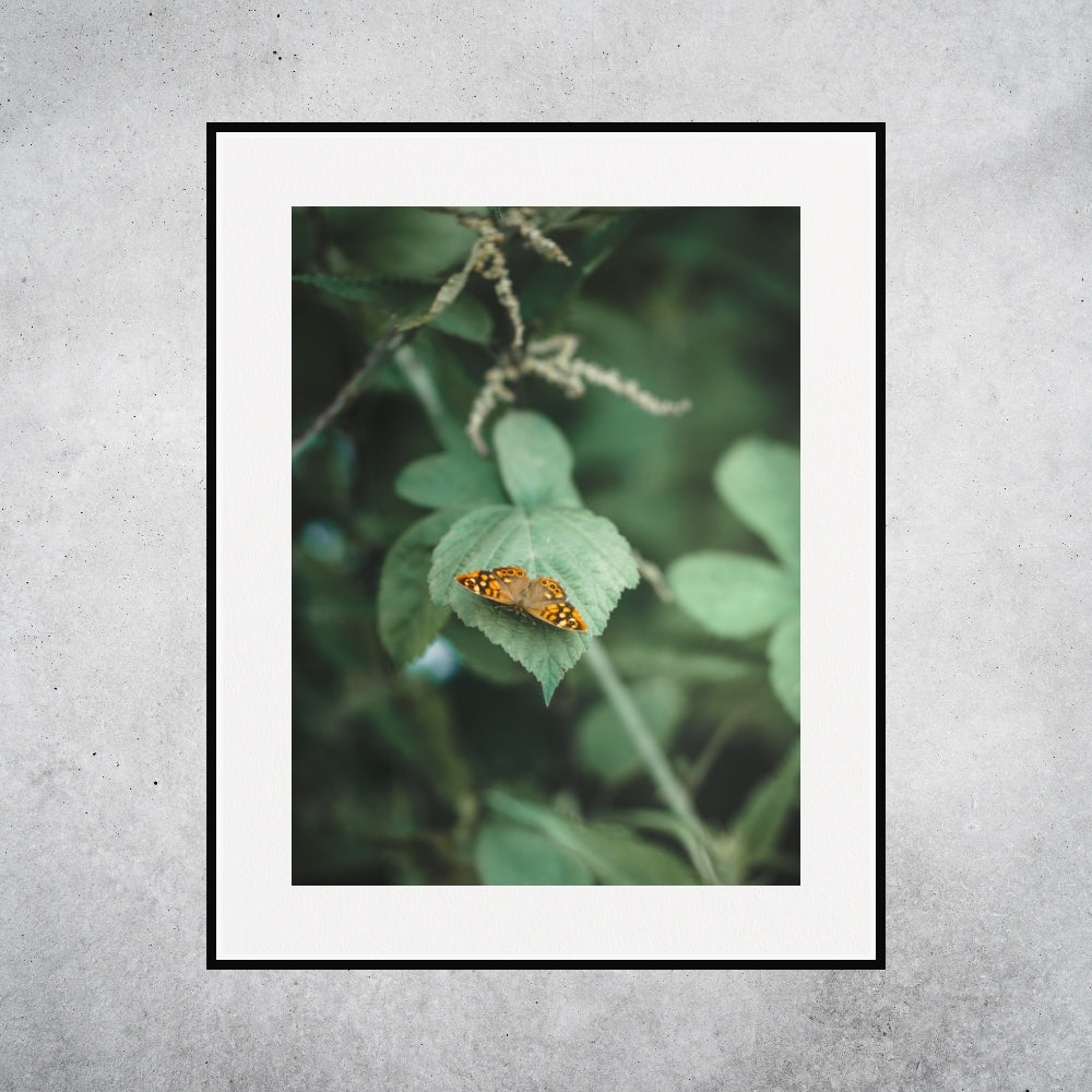 Main image Monarque (France)