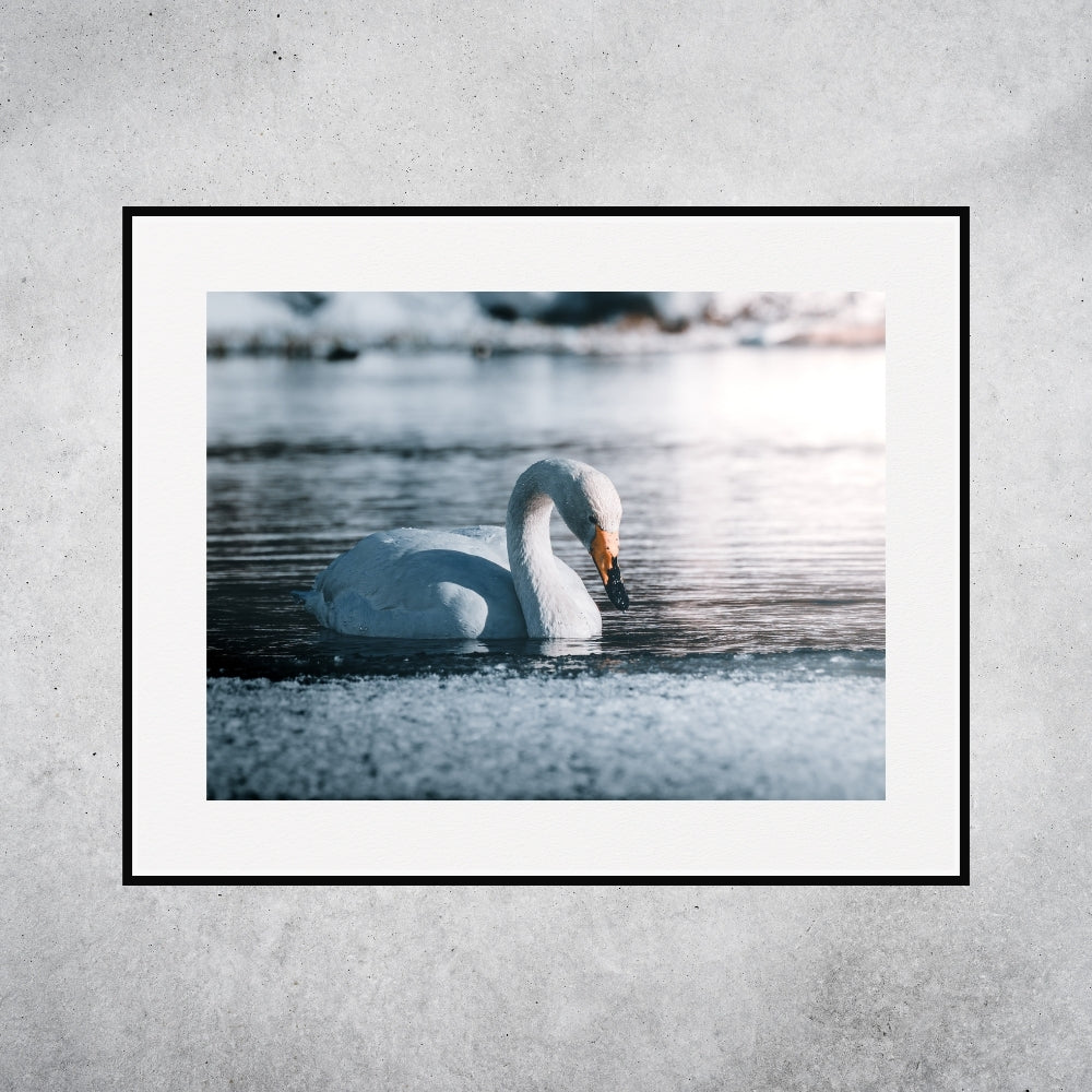 Le Cygne (Laponie Finlandaise)