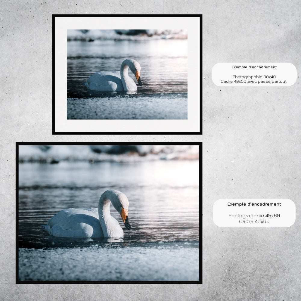 Le Cygne (Laponie Finlandaise)