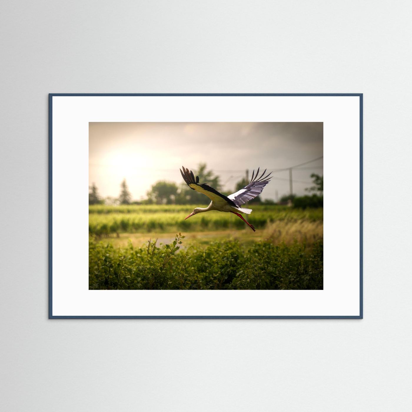 Cigogne (France)