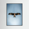 L'aigle (France)
