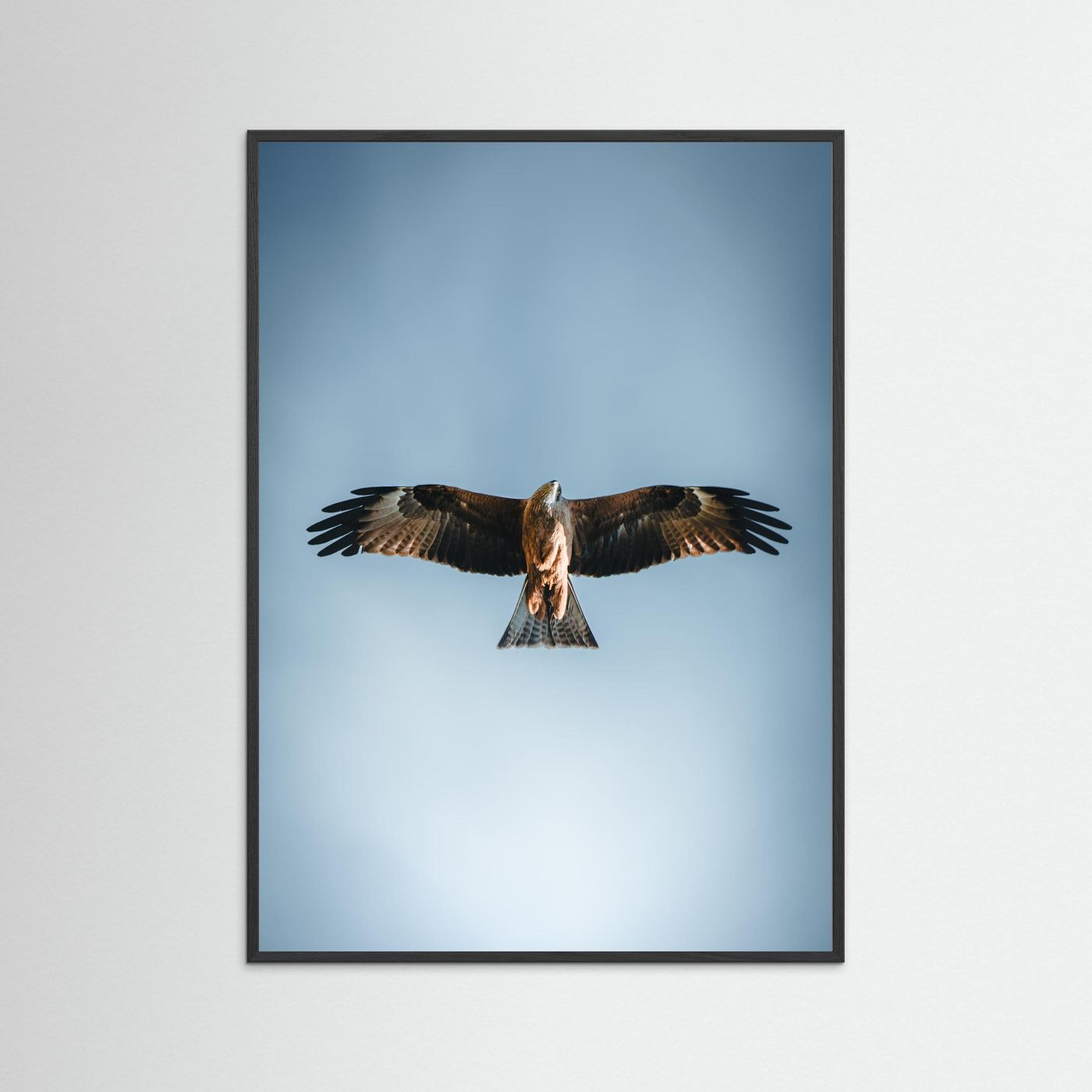 L'aigle (France)