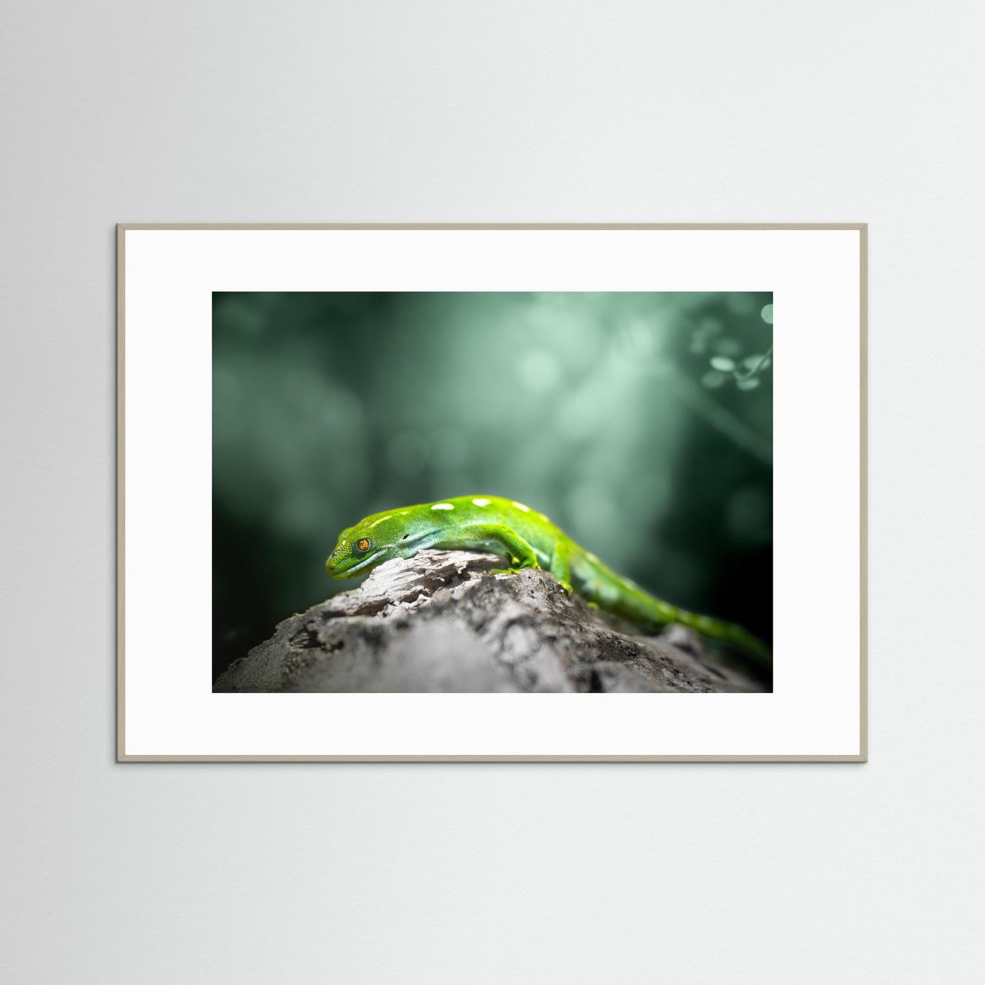 Gecko (Nouvelle-Zélande)
