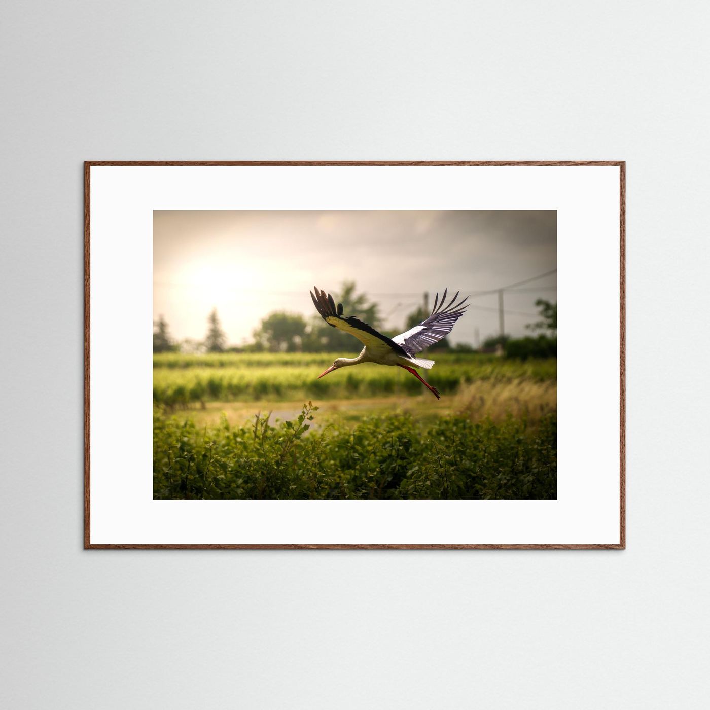 Cigogne (France)