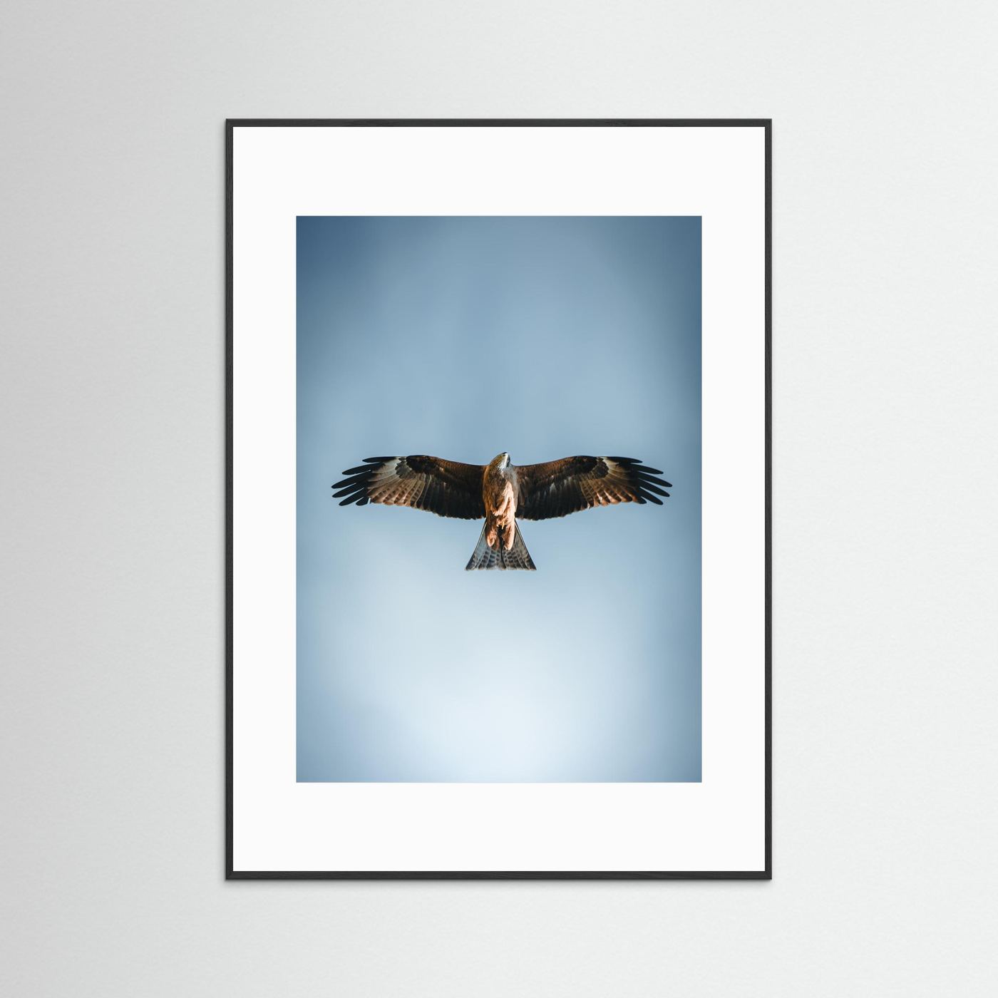 L'aigle (France)