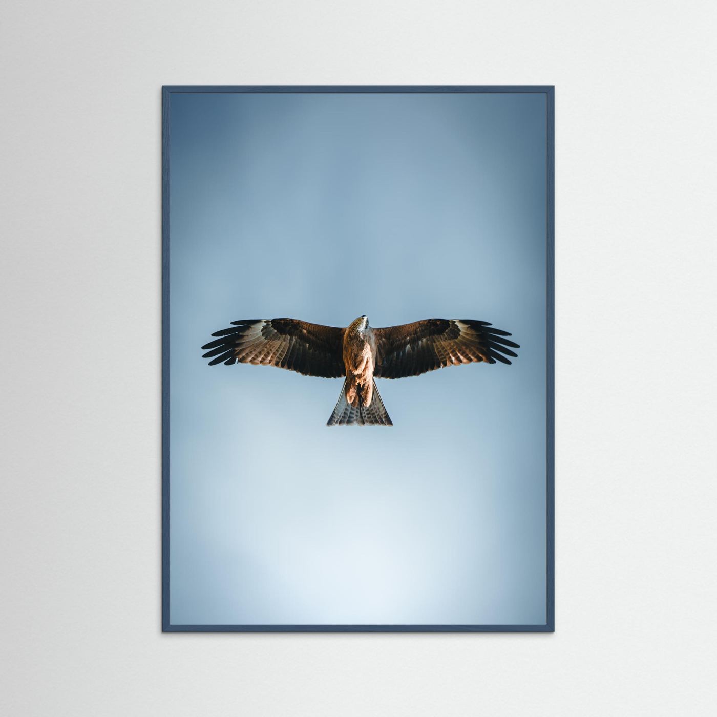L'aigle (France)