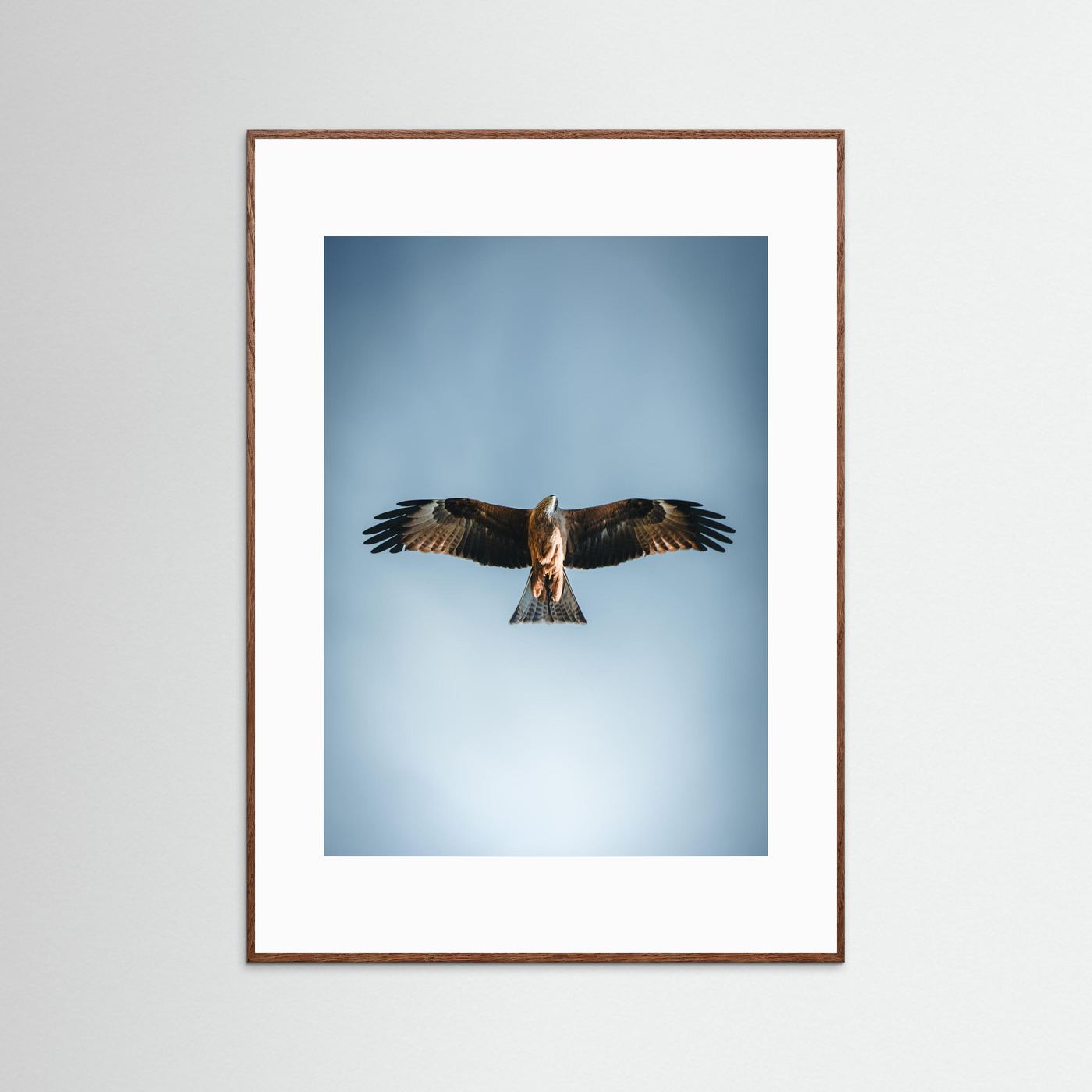 L'aigle (France)