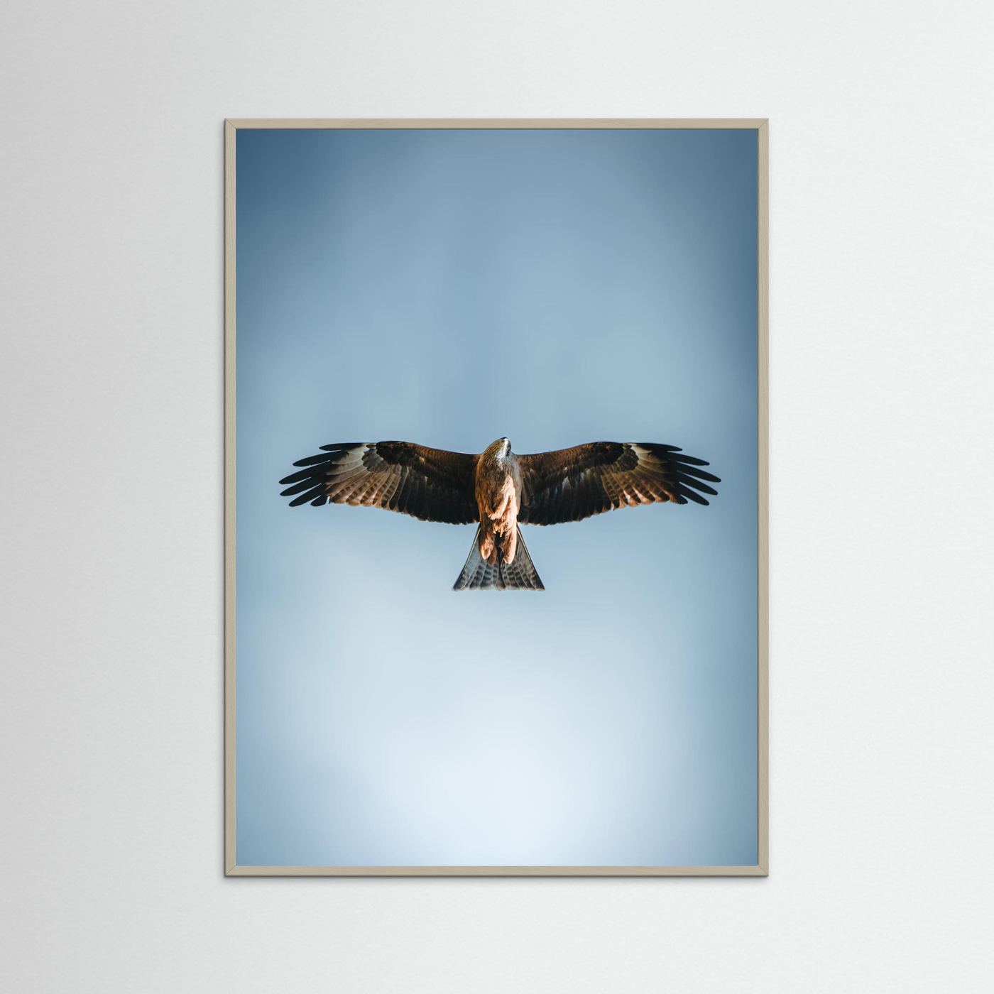 L'aigle (France)