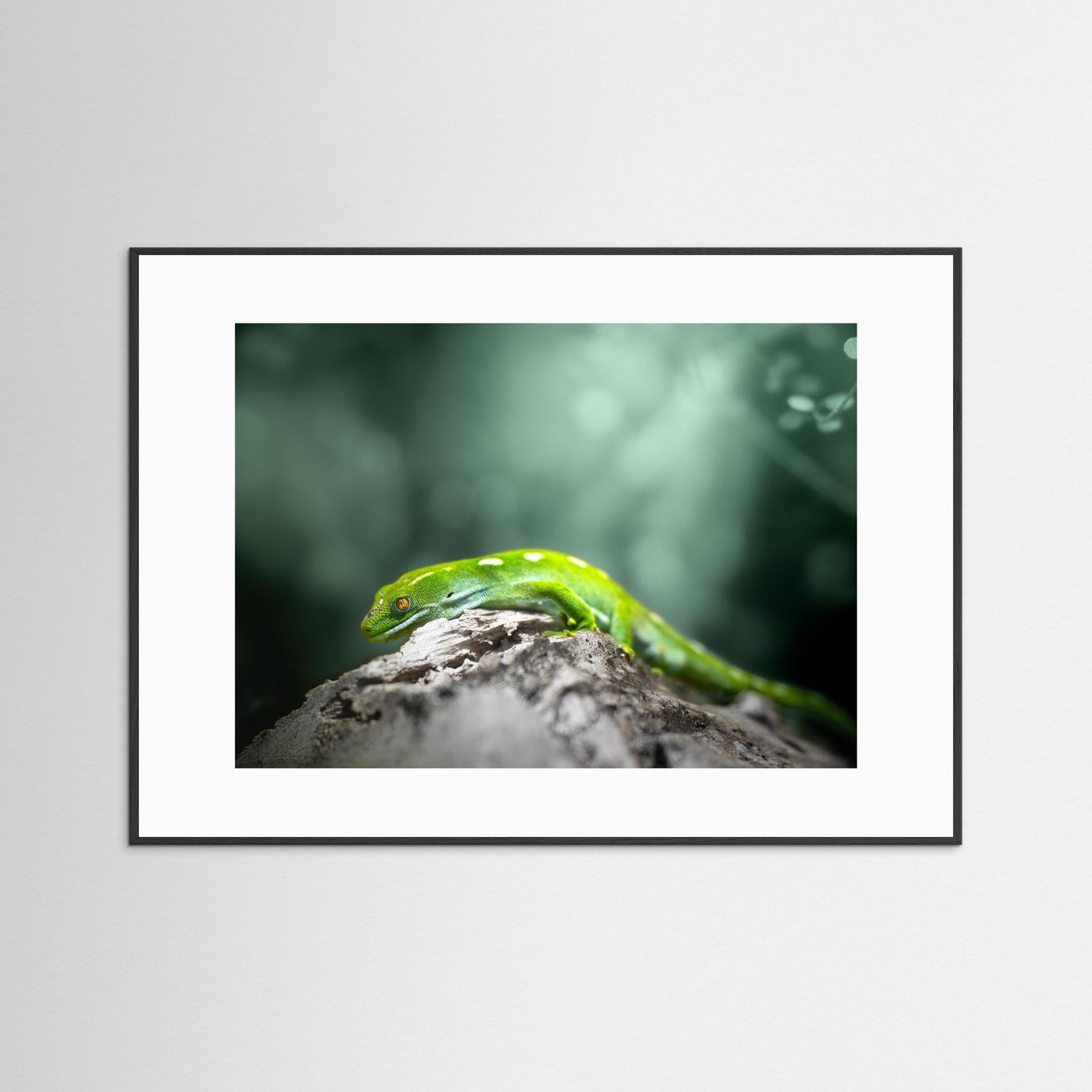 Gecko (Nouvelle-Zélande)