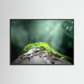 Gecko (Nouvelle-Zélande)