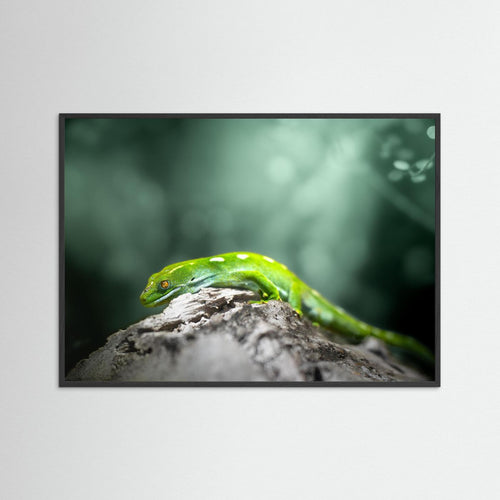 Gecko (Nouvelle-Zélande)