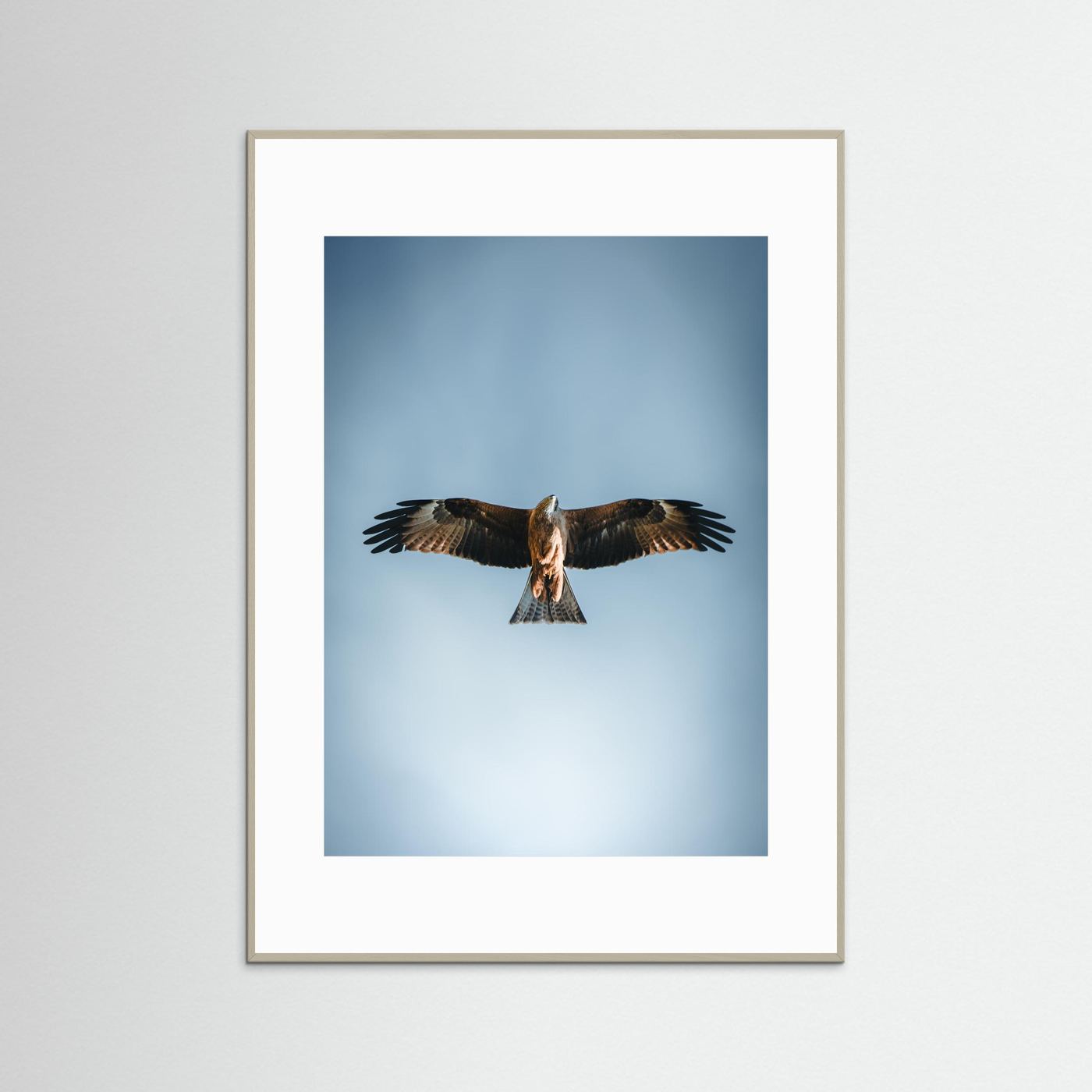 L'aigle (France)