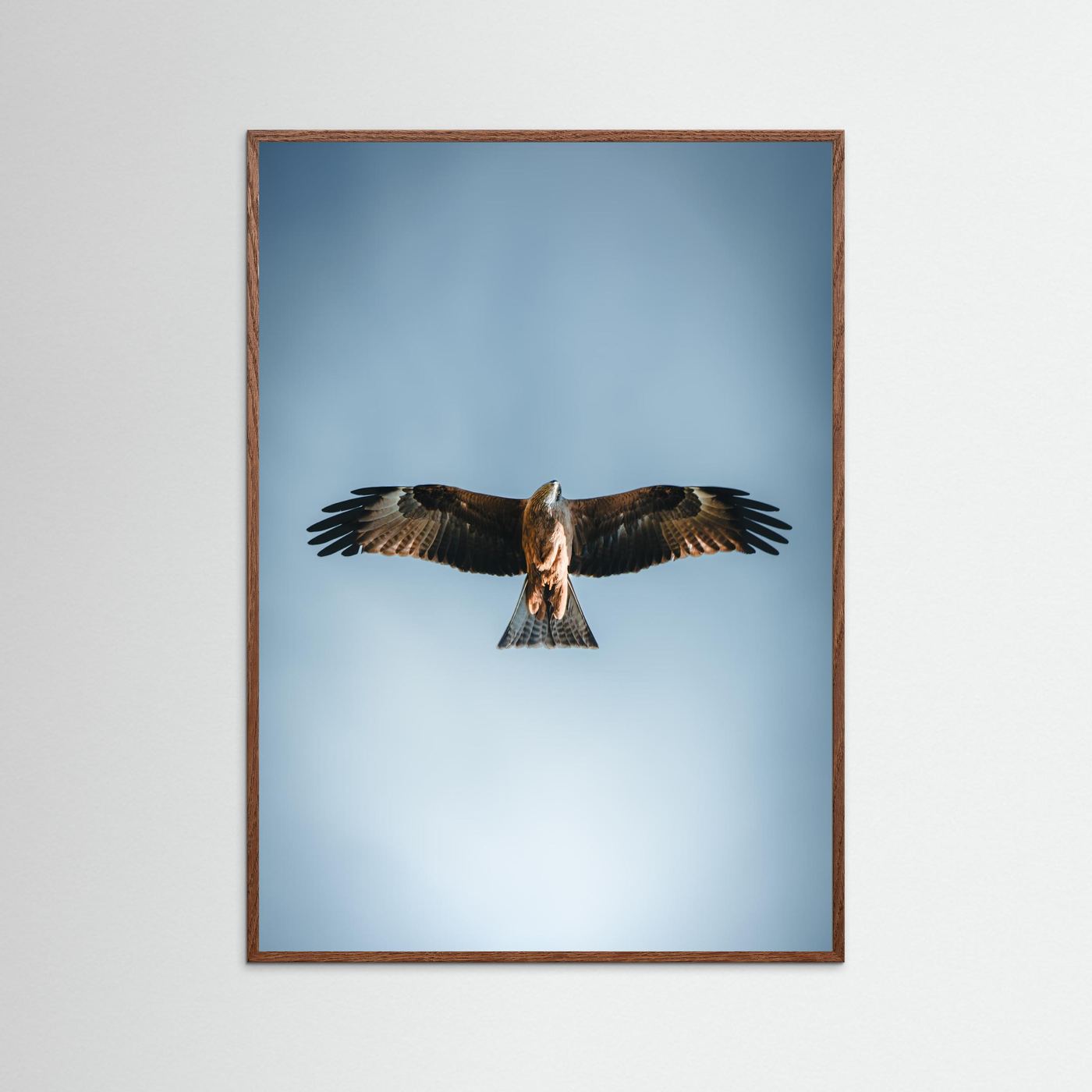 L'aigle (France)